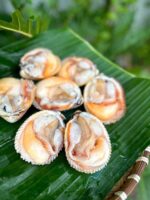 Sò dương